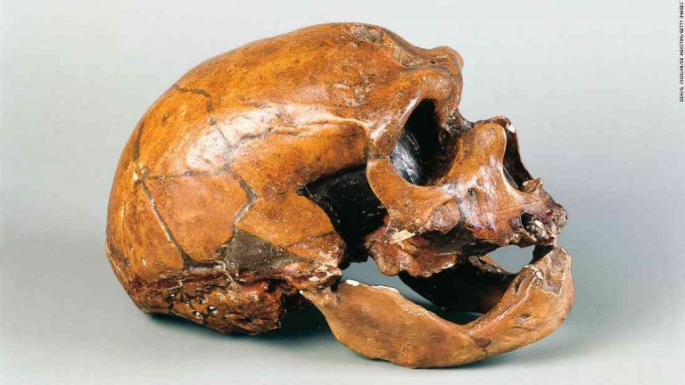 Caveman study shows bat disease affects humans and Neanderthals